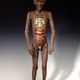 Illustration for article titled 29 Anatomical Models That Will Haunt Your Dreams Tonight